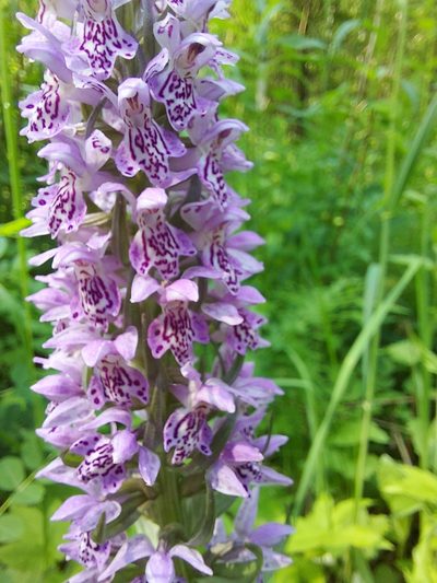 Dactylorhiza sibirica, photographed by Pavel Borodin