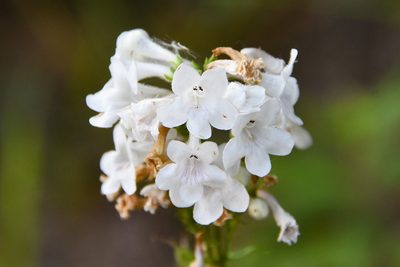 Penstemon tubaeflorus, photographed by Jay Pruett