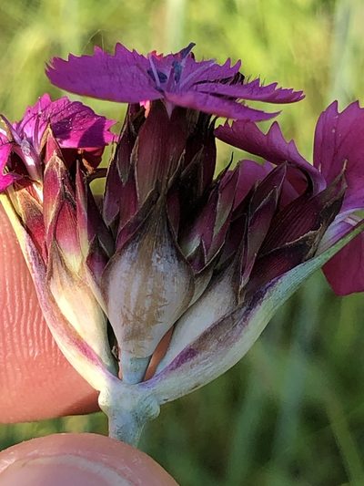 Dianthus giganteus, photographed by Thomas Ebner