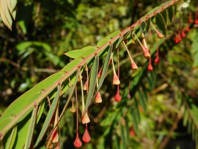 Phyllanthus myrtifolius, photographed by Eugene Popov