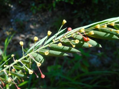 Phyllanthus myrtifolius, photographed by Eugene Popov