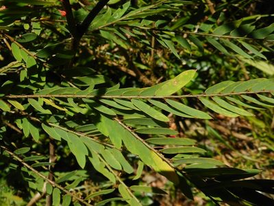 Phyllanthus myrtifolius, photographed by Eugene Popov