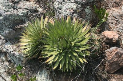 Agave filifera, photographed by José Belem Hernández Díaz