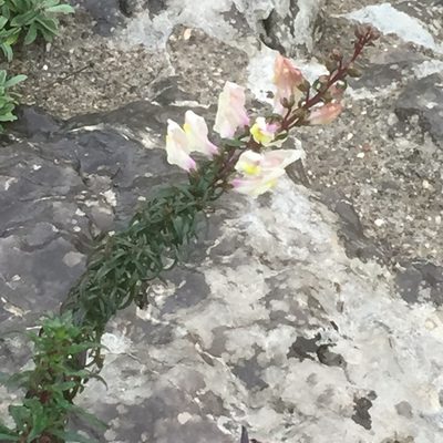 Antirrhinum siculum, photographed by Andre Hosper