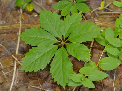 Parthenocissus heptaphylla, photographed by Michelle W. （鍾偉瑋）
