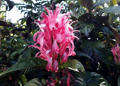 Justicia carnea, photographed by Peter de Lange