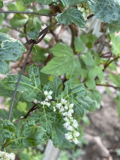 Artemisia lactiflora, photographed by Yj