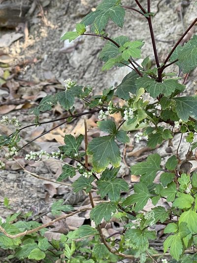 Artemisia lactiflora, photographed by Yj