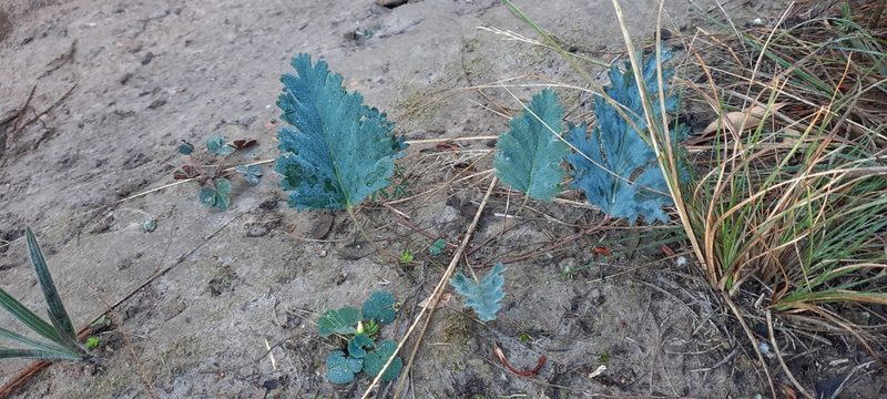 Pelargonium pulverulentum, photographed by Karen Eichholz