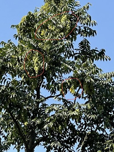 Ailanthus fordii, photographed by Yj
