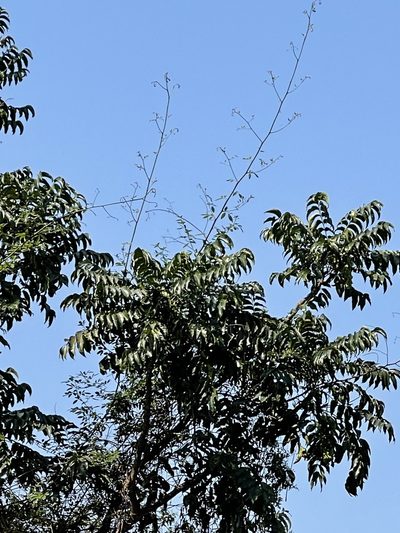 Ailanthus fordii, photographed by Yj