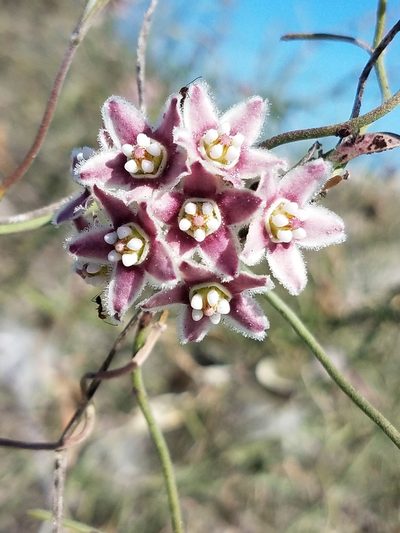 Funastrum arenarium, photographed by Alan Rockefeller