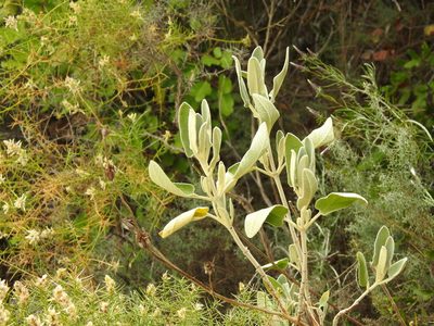 Phlomis purpurea, photographed by Duarte Frade