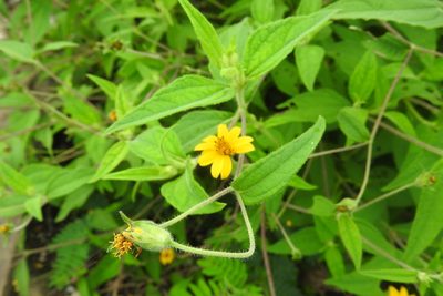 Melampodium divaricatum, photographed by Sebastián de Jesús Herrera Buenfil