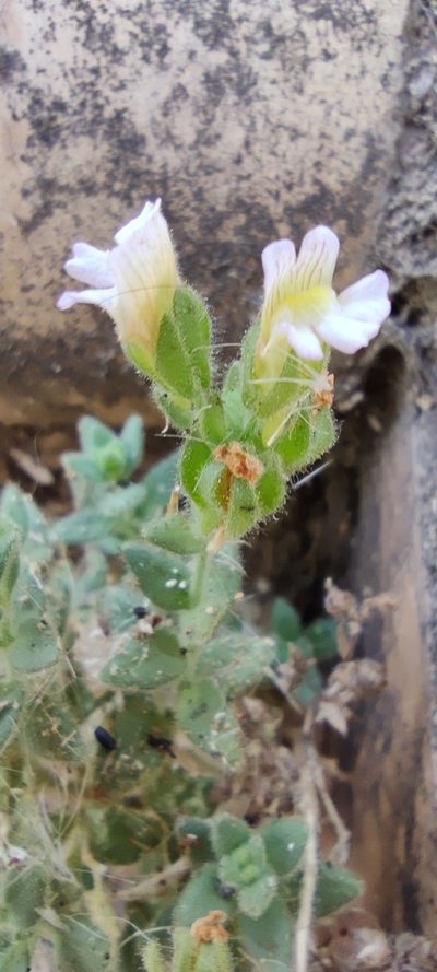 Chaenorhinum villosum, photographed by Santiago Martín-Bravo
