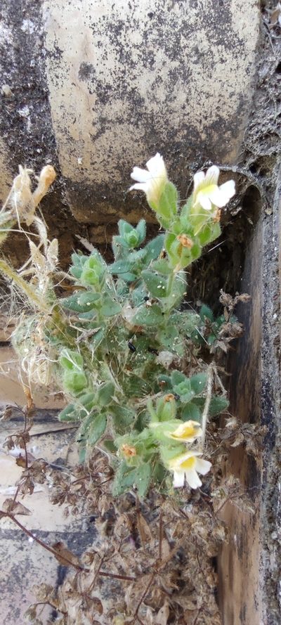 Chaenorhinum villosum, photographed by Santiago Martín-Bravo