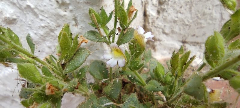 Chaenorhinum villosum, photographed by Santiago Martín-Bravo