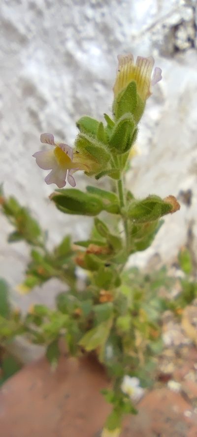 Chaenorhinum villosum, photographed by Santiago Martín-Bravo