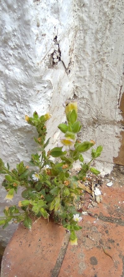 Chaenorhinum villosum, photographed by Santiago Martín-Bravo