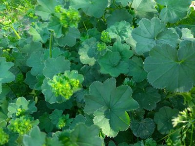 Alchemilla lindbergiana