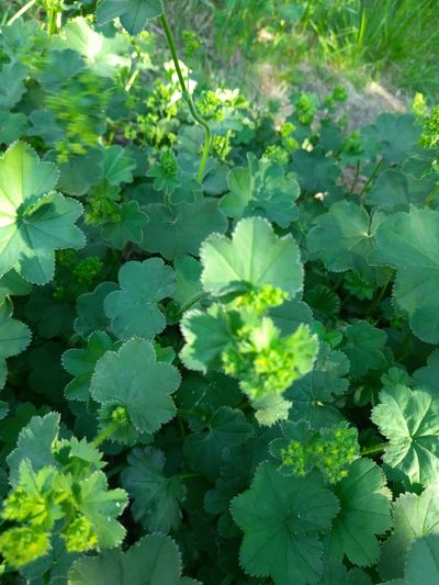 Alchemilla lindbergiana, photographed by Виктория Билоус