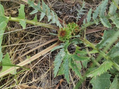 Cynara tournefortii, photographed by Sara Navarro