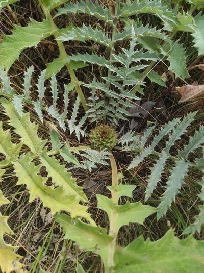 Cynara tournefortii, photographed by Sara Navarro