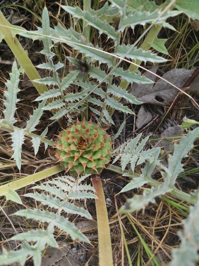 Cynara tournefortii, photographed by Sara Navarro