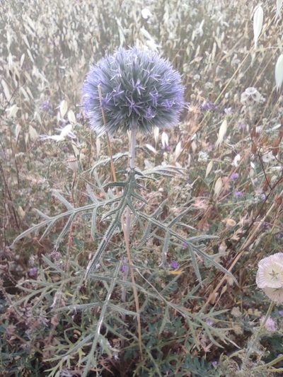 Echinops strigosus, photographed by Sara Navarro