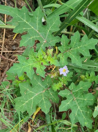 Solanum campechiense, photographed by Lyrae