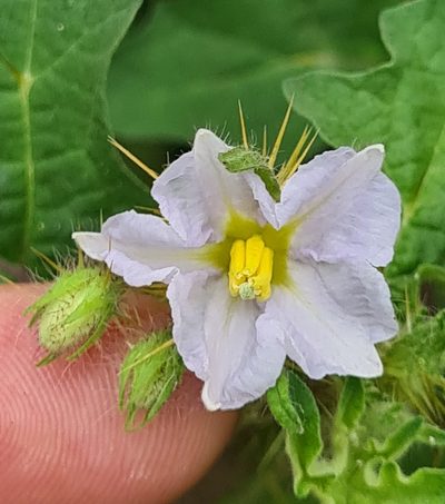 Solanum campechiense, photographed by Lyrae