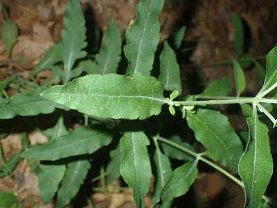 Aureolaria virginica, photographed by John Baur