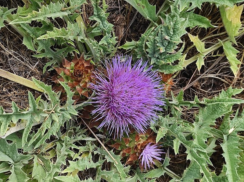 Cynara tournefortii, photographed by Sara Navarro
