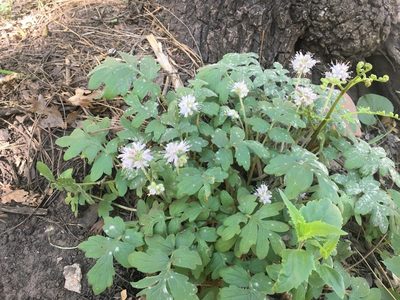Hydrophyllum occidentale, photographed by Mike Dechter