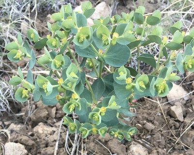 Euphorbia lurida, photographed by Mike Dechter