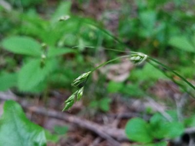 Carex deweyana, photographed by Reuven Martin