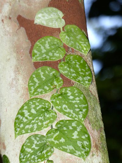 Scindapsus pictus, photographed by Bernard DUPONT