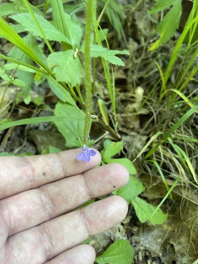 Lobelia gattingeri, photographed by Brandon Corder