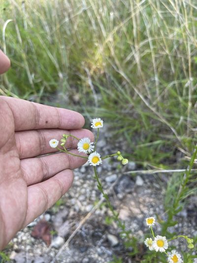 Erigeron allisonii, photographed by Brandon Corder