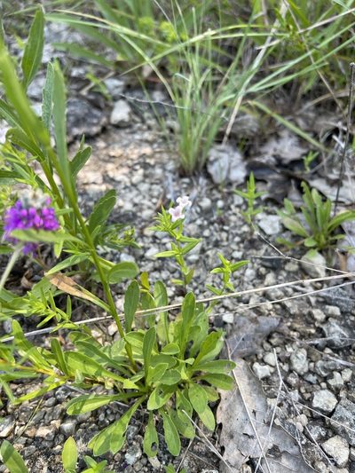 Erigeron allisonii, photographed by Brandon Corder