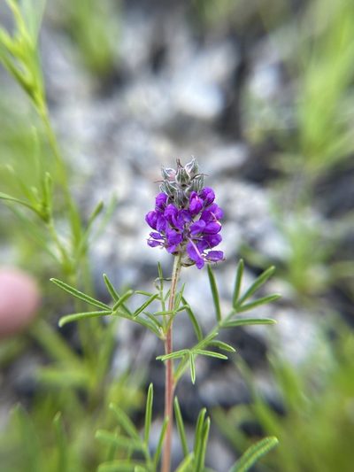 Dalea gattingeri, photographed by Brandon Corder