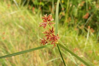 Cyperus longus, photographed by Josep Gesti