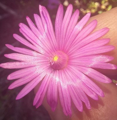 Delosperma virens, photographed by kevin koen