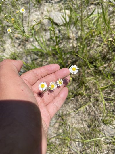 Erigeron allisonii, photographed by Brandon Corder