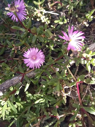Delosperma virens, photographed by kevin koen