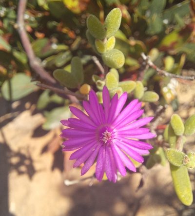 Drosanthemum autumnale, photographed by kevin koen