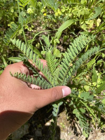 Astragalus tennesseensis, photographed by Brandon Corder