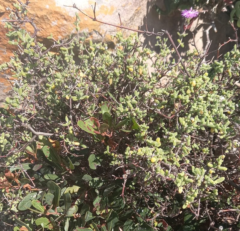 Drosanthemum autumnale, photographed by kevin koen