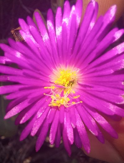 Lampranthus pauciflorus, photographed by kevin koen