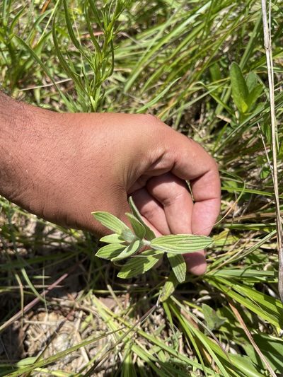 Lithospermum molle, photographed by Brandon Corder
